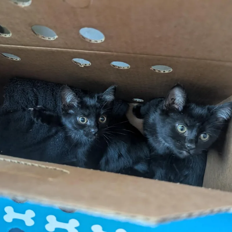 A baby small-sized female Black Domestic Short Hair cat named Amanita Nightshade for adoption in Asheville, NC