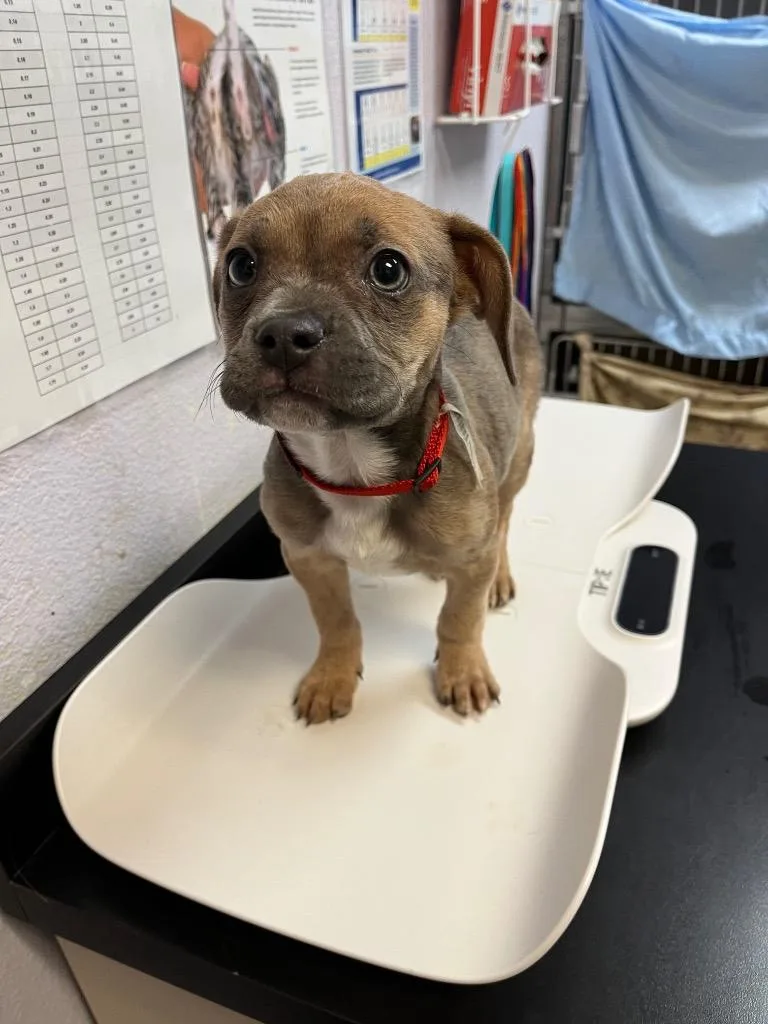 A baby medium-sized male Pug dog named Chud The Chad for adoption in New Braunfels, TX