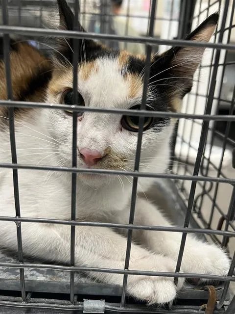 A baby small-sized female Domestic Short Hair cat named Ann for adoption in Las Vegas, NV