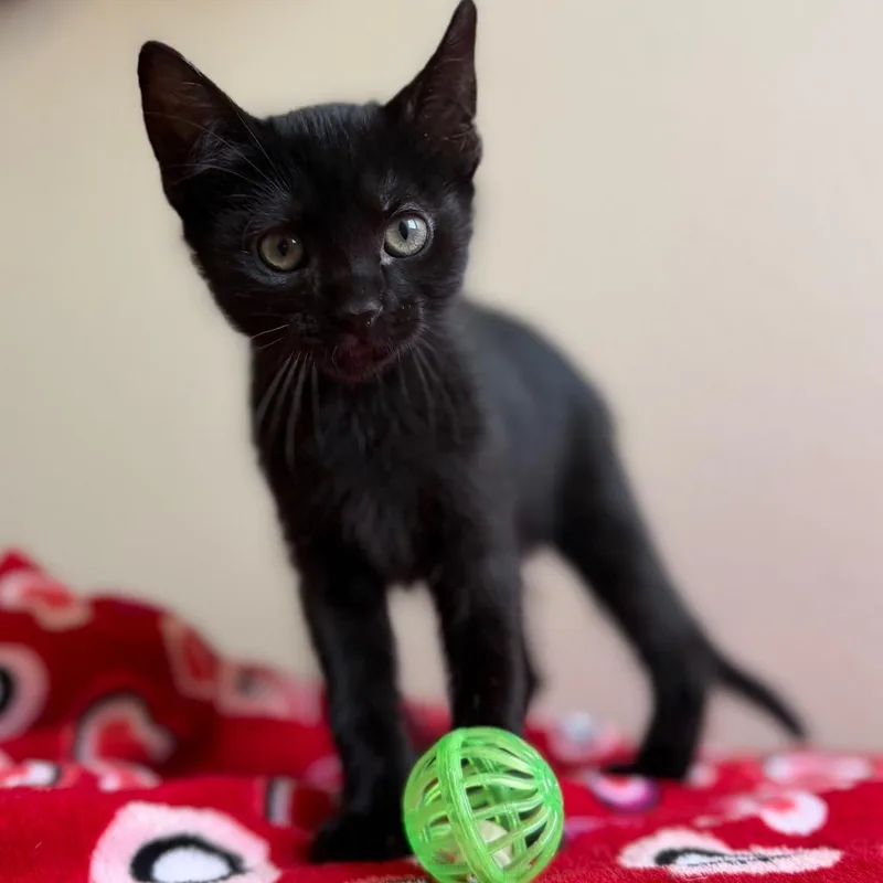 A baby small-sized female Black Domestic Short Hair cat named Bella for adoption in Cody, WY