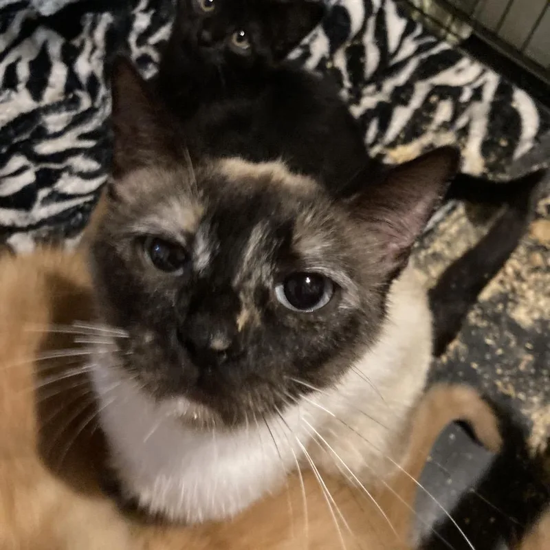 An adult medium-sized female Cream / Ivory Domestic Short Hair cat named Thais for adoption in Bismarck, ND