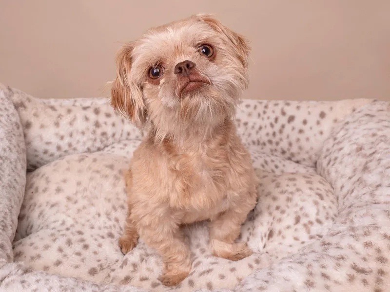 An adult small-sized male Pekingese dog named Ewok for adoption in Palo Alto, CA