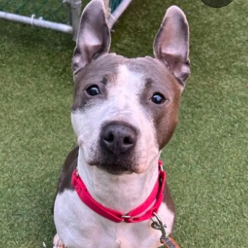 Bunny Boop thumbnail 2