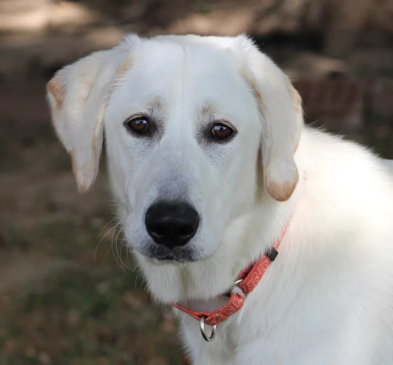 Looney Tunes : Penelope