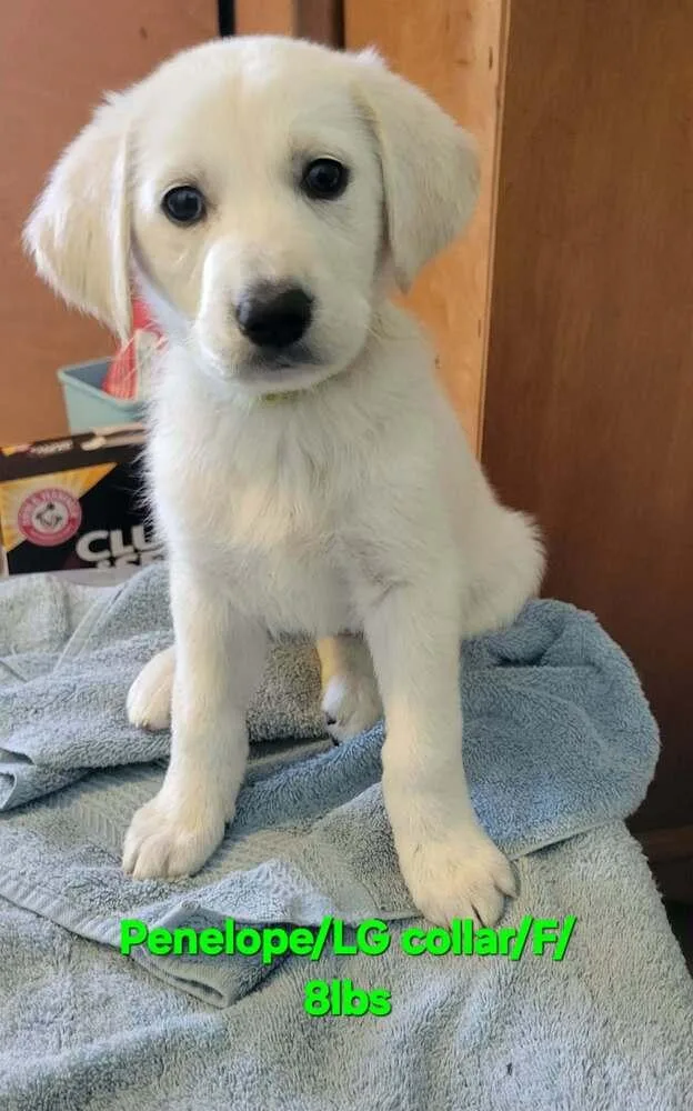 Looney Tunes : Penelope thumbnail 2