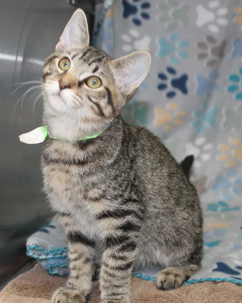 A young medium-sized male Domestic Short Hair cat named Speck for adoption in Prattville, AL