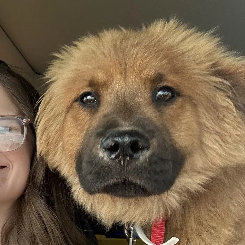Wonton C thumbnail 2