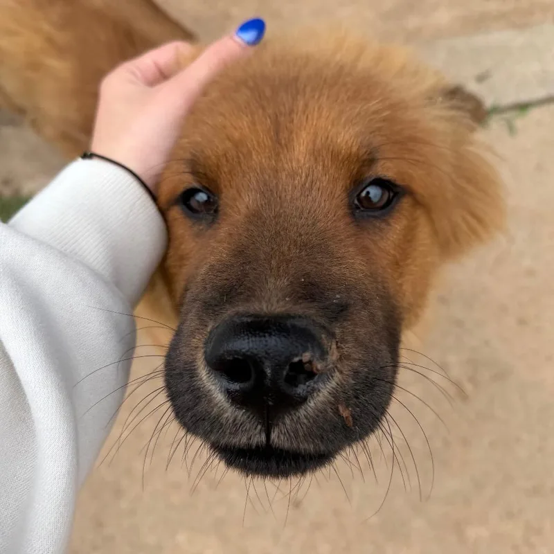 Wonton C thumbnail 3