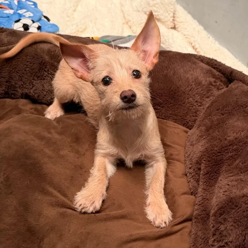 A young small-sized female Terrier dog named Hope for adoption in Sonoma, CA