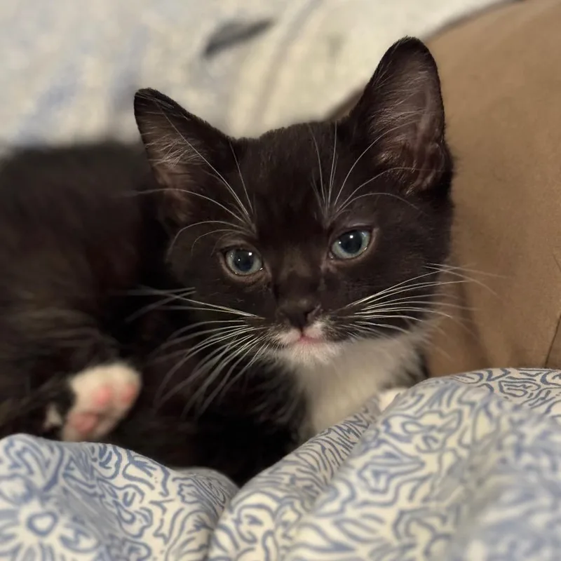 A baby small-sized male Black Domestic Short Hair cat named Perrier for adoption in DeKalb, IL