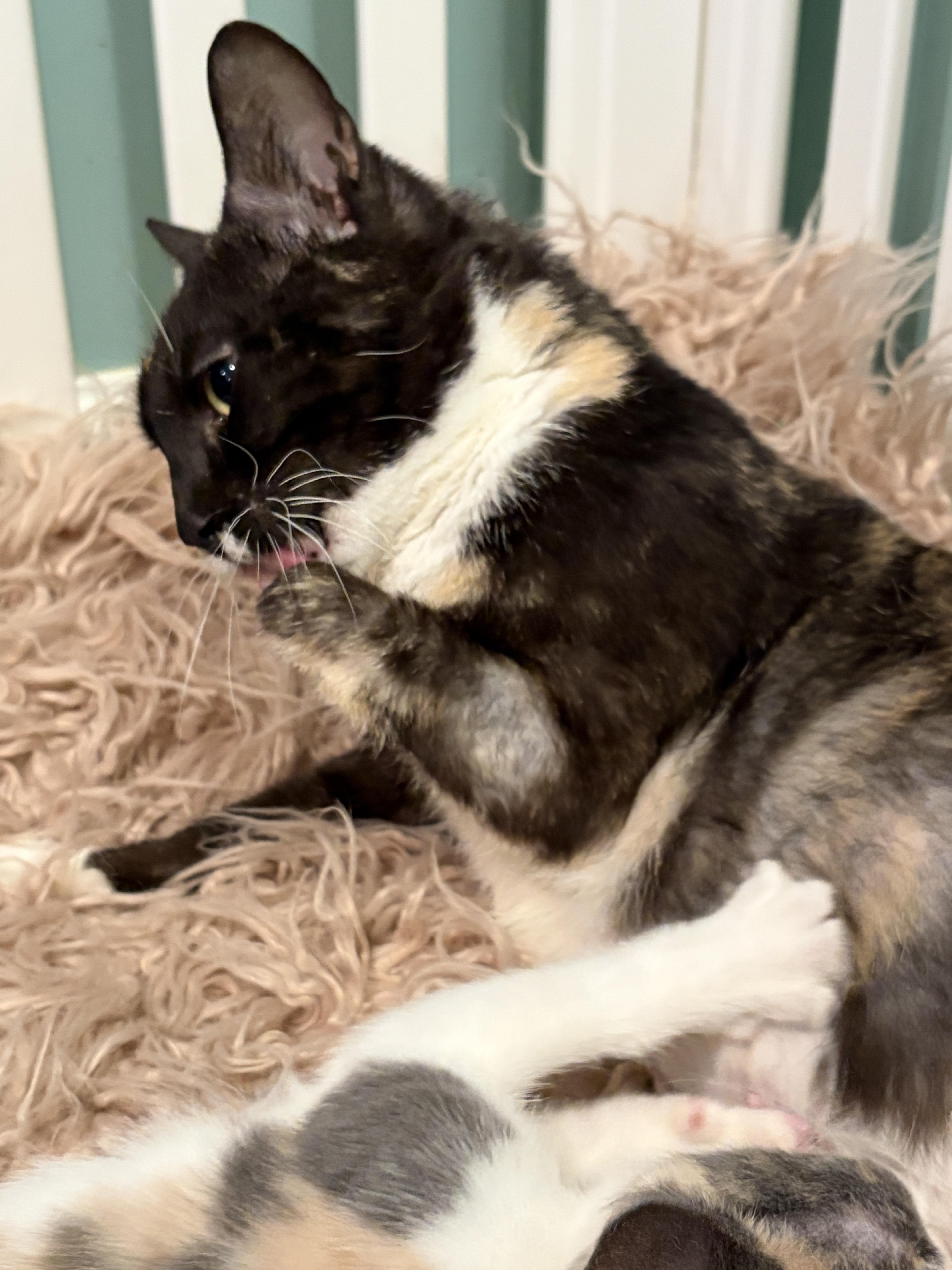 An adult medium-sized female Calico cat named Annabelle for adoption in Lucedale, MS