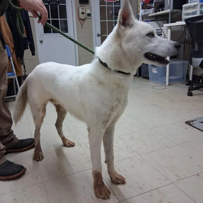 An adult medium-sized male Husky dog named Sampson for adoption in Denison, TX