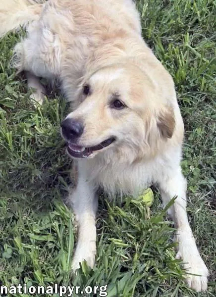 A young large-sized male White / Cream Great Pyrenees dog named Styx in TN for adoption in Beacon, NY