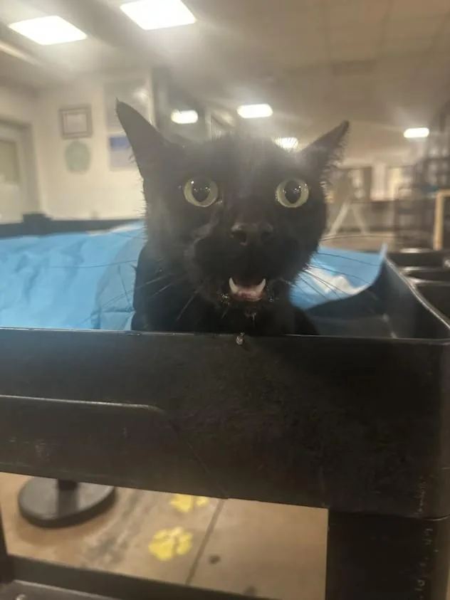 A young medium-sized male Bombay cat named Black Cat Heal for adoption in Van Nuys, CA