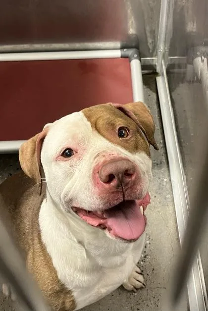 An adult large-sized male Mixed Breed dog named Pete for adoption in West Chester, PA