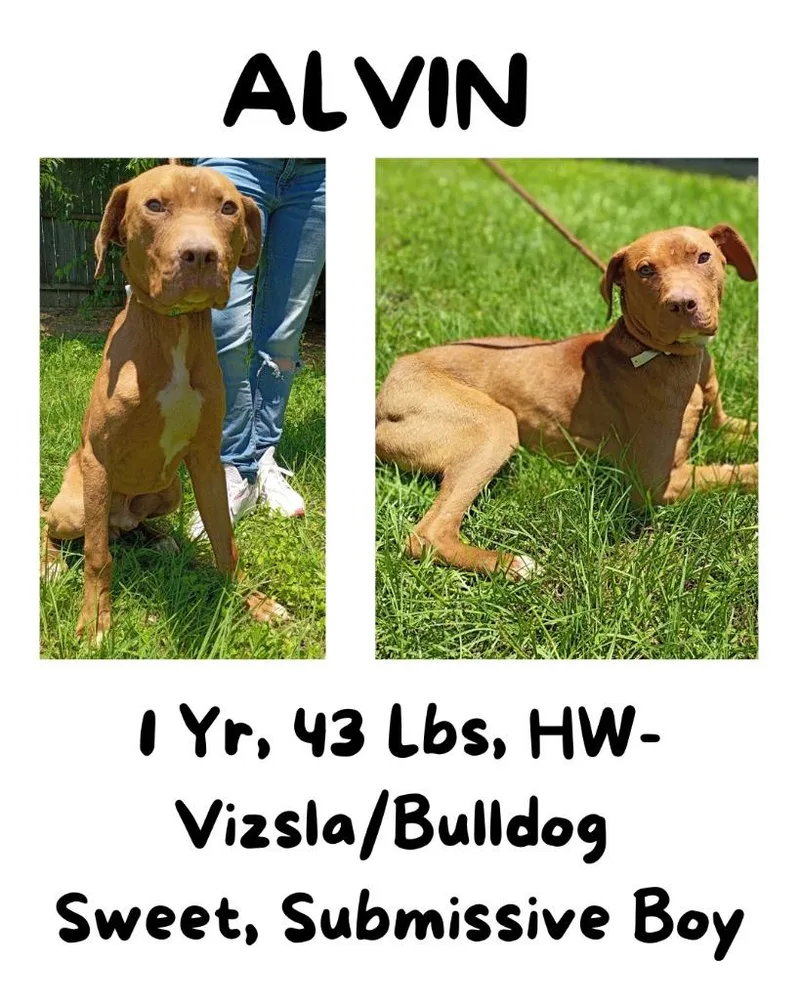 Alvin