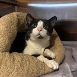 An adult large-sized female Domestic Short Hair cat named NCI Stella for adoption in Port Washington, NY
