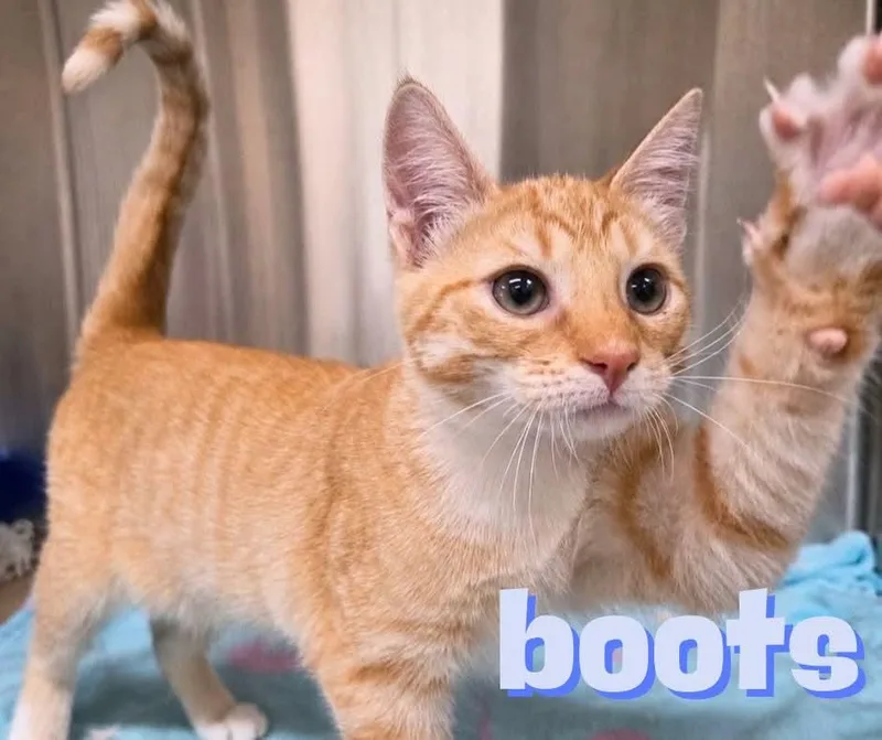 A baby medium-sized male Tabby (Orange / Red) Domestic Short Hair cat named Boots for adoption in Nevada, IA