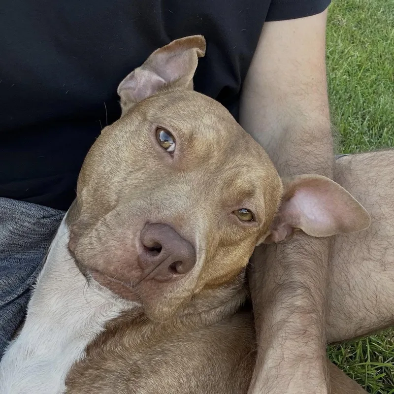 An adult medium-sized male Pit Bull Terrier dog named Roan for adoption in Columbia, SC