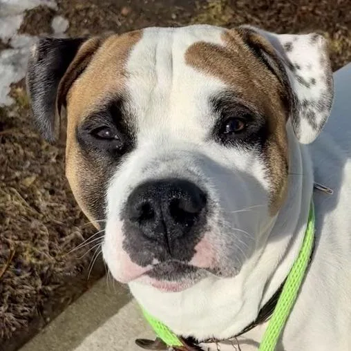 An adult large-sized male White / Cream Mixed Breed dog named Odie for adoption in Kennebunk, ME