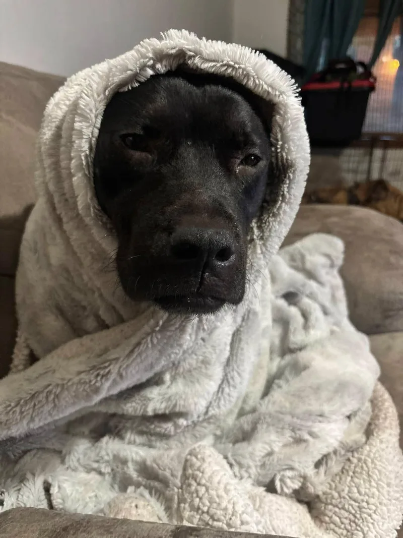 An adult medium-sized female Pit Bull Terrier dog named Luna for adoption in Bar Nunn, WY
