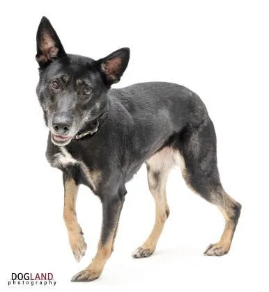 An adult large-sized female Shepherd dog named Felicity for adoption in Fishers, IN
