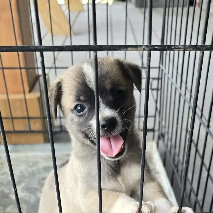 A baby small-sized male Chihuahua dog named Moose for adoption in Gainesville, VA