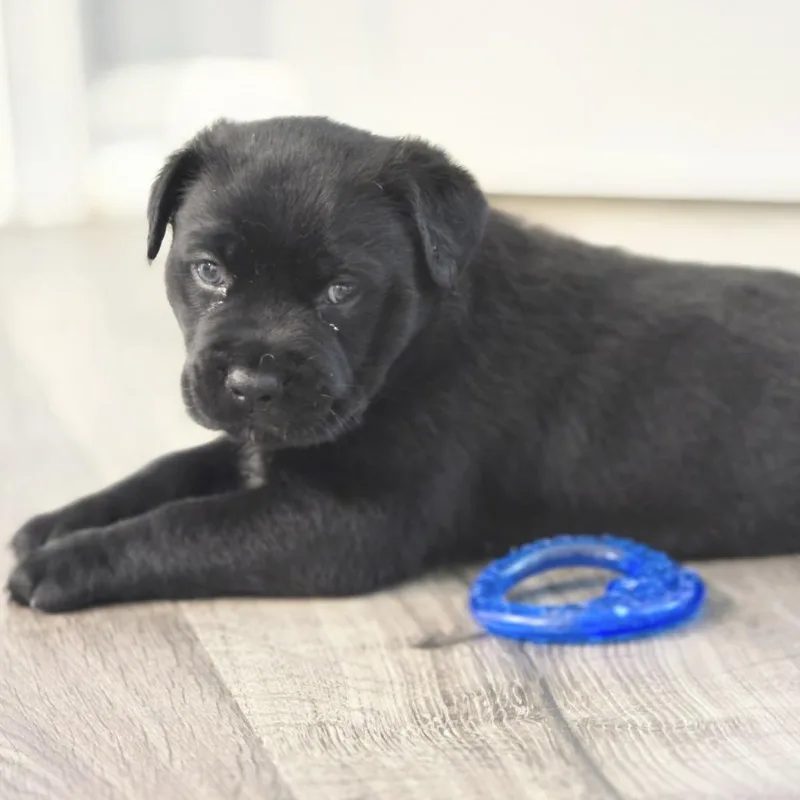 A baby small-sized male Black Mixed Breed dog named Swoosh for adoption in Glenfield, NY