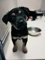 A baby medium-sized female German Shepherd Dog dog named Chip for adoption in Dodgeville, WI