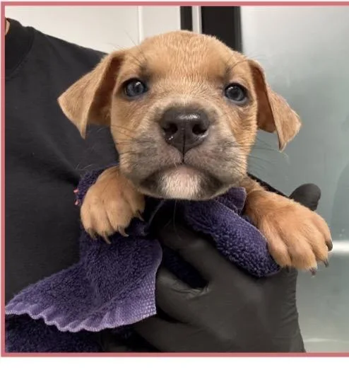 A baby medium-sized male Retriever dog named Tide for adoption in Copiague, NY