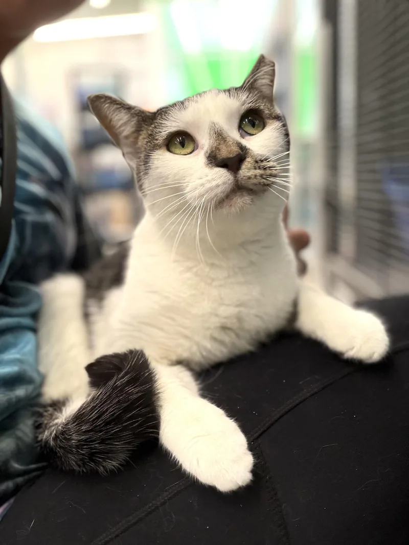 An adult medium-sized female Buff & White Domestic Short Hair cat named Carly for adoption in Solon, OH