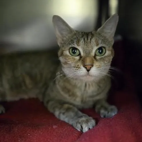 Breakfast Combo thumbnail 2