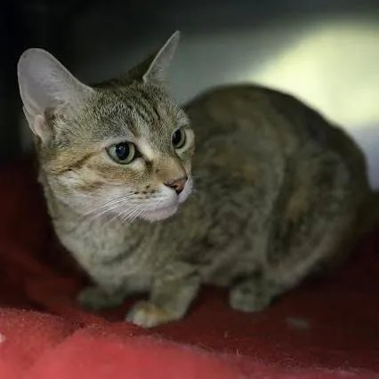 Breakfast Combo thumbnail 3