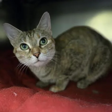 Breakfast Combo thumbnail 4