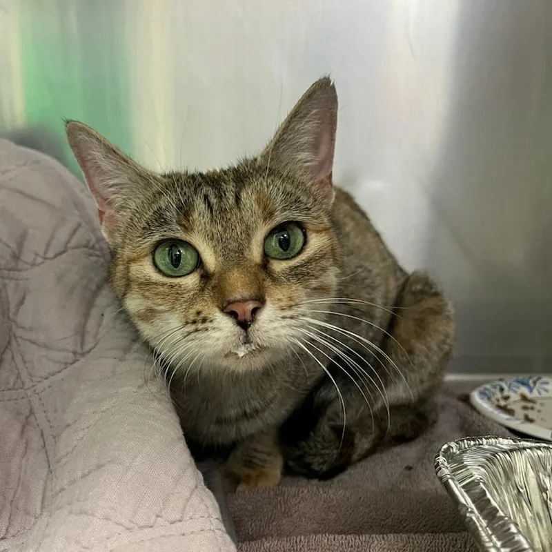 Breakfast Combo thumbnail 6