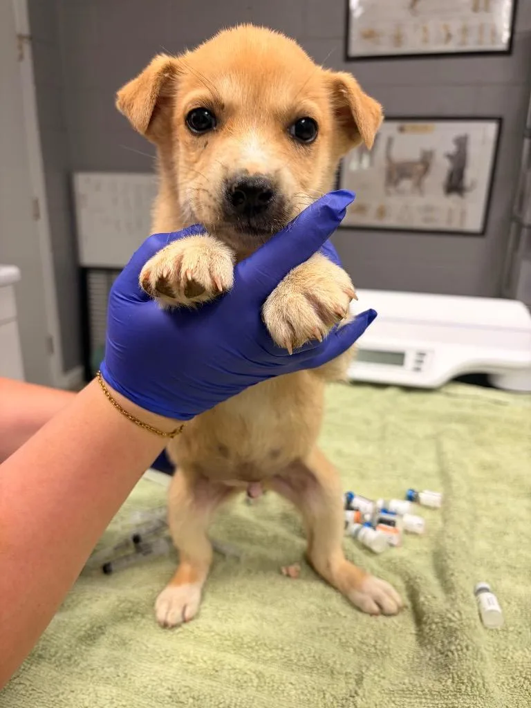 A baby small-sized male Husky dog named Ralph for adoption in Burnsville, NC