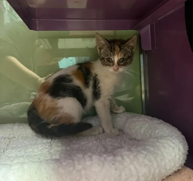 A baby small-sized female Domestic Short Hair cat named Kaia for adoption in Santa Cruz, CA