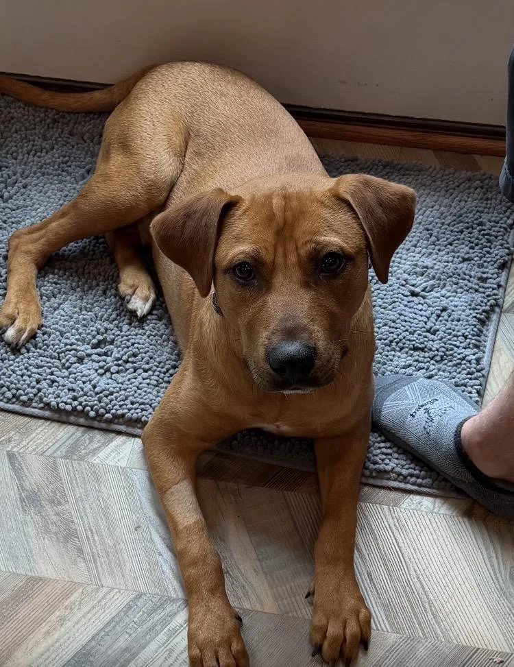 A young medium-sized male Golden Carolina Dog dog named Lane for adoption in Wantagh, NY