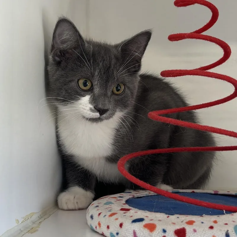 A baby medium-sized male Domestic Short Hair cat named Nemo for adoption in Sunnyvale, TX