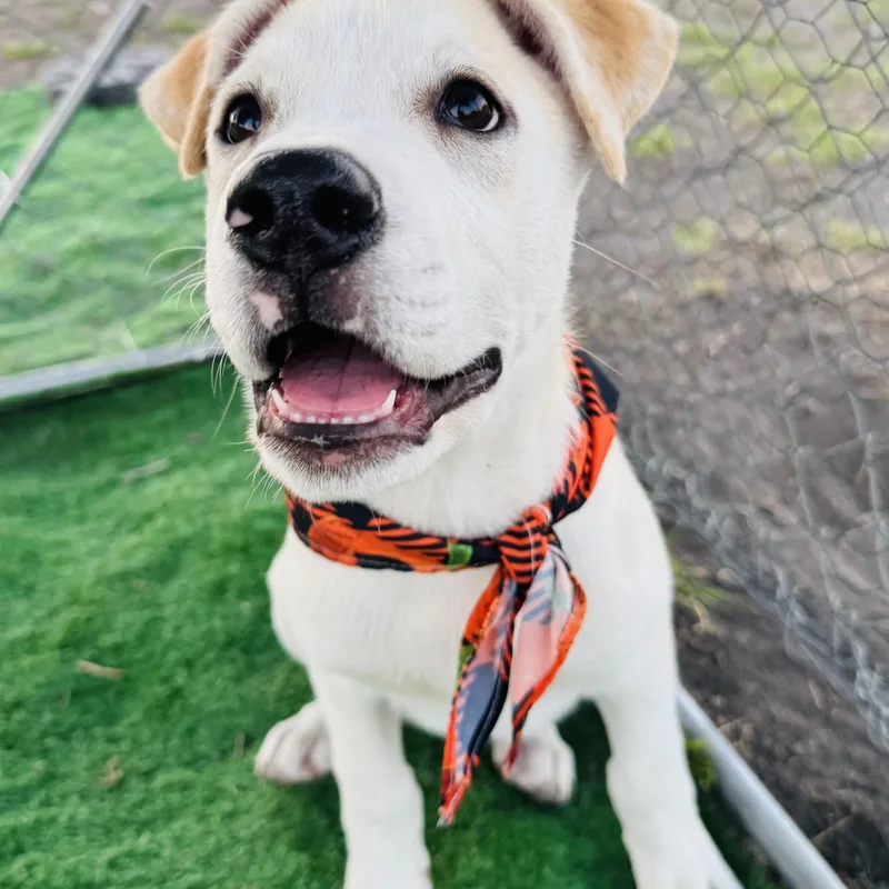 A baby medium-sized male White / Cream Labrador Retriever dog named Rio for adoption in Cleveland, TX