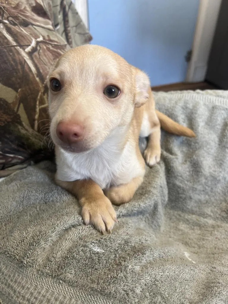 An adult medium-sized male Chihuahua dog named Bartok for adoption in Fayetteville, TN