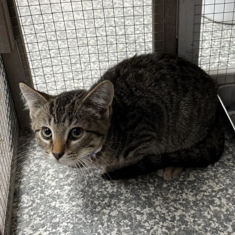 A baby small-sized female Black Domestic Short Hair cat named Blinkin for adoption in Carroll, IA