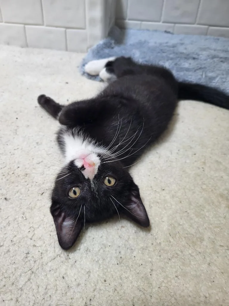 A baby medium-sized male Domestic Short Hair cat named Sussex for adoption in Youngsville, NC
