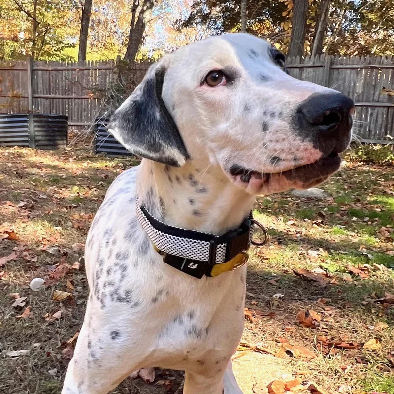 Vinnie: So Handsome & thumbnail 2