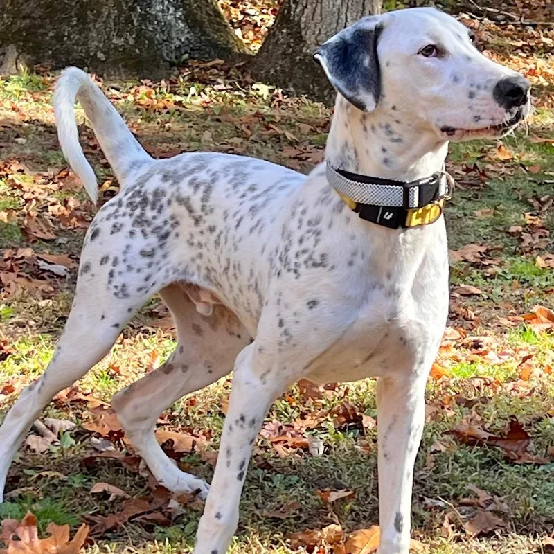 Vinnie: So Handsome & thumbnail 4