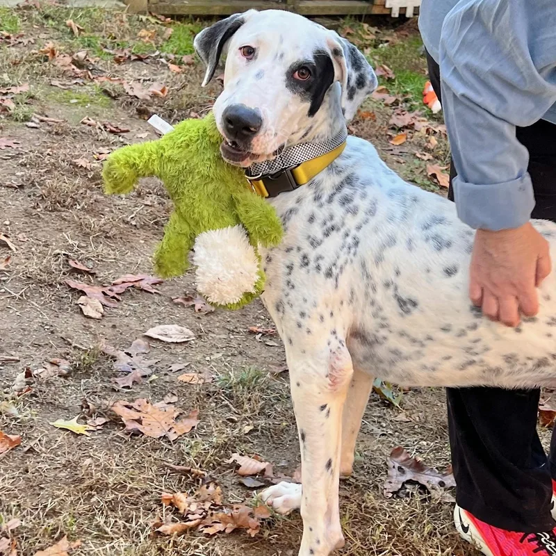 Vinnie: So Handsome & thumbnail 5