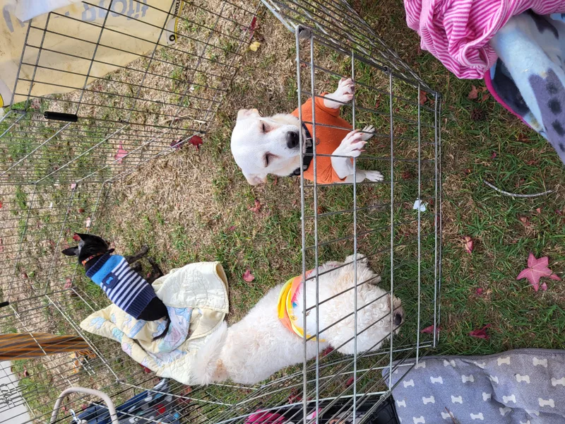 Vanilla Bean And Vanilla thumbnail 2