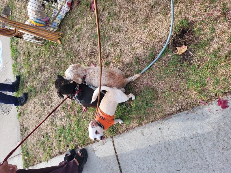 Vanilla Bean And Vanilla thumbnail 3