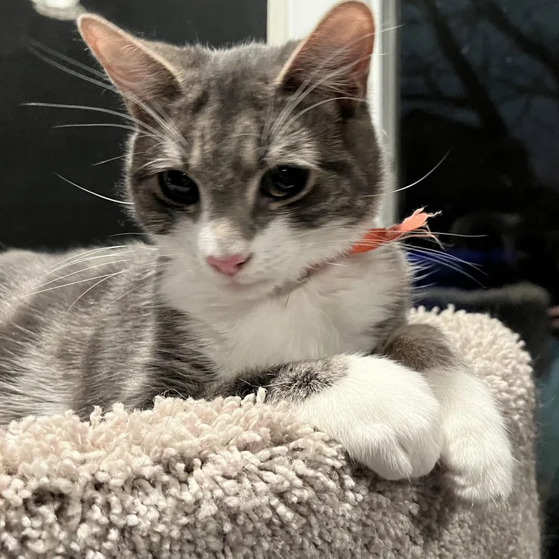 A baby medium-sized female Gray & White Domestic Short Hair cat named Kemberly for adoption in Berkeley Heights, NJ
