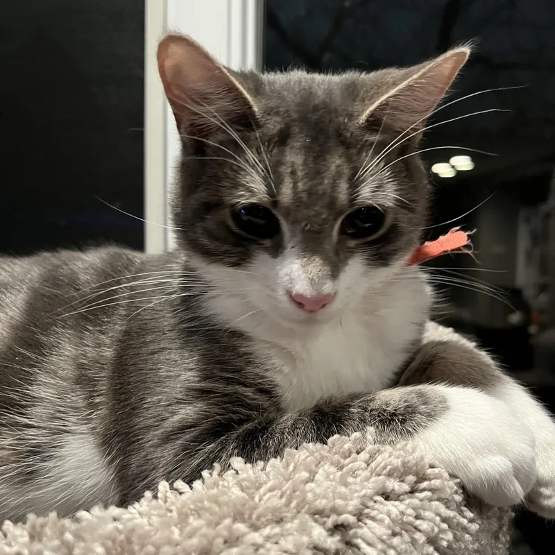 Kemberly thumbnail 3